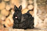 SCOTTISH TERRIER 145